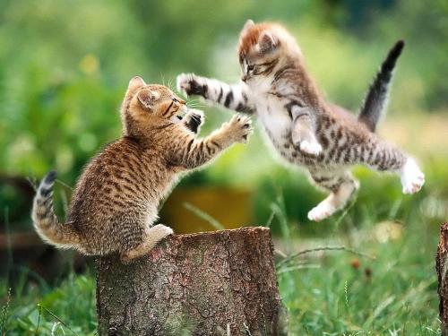 Kittens - I don't underastand that are the kittens fighting or playing with each other can anyone of you just help me in knowing about it.
