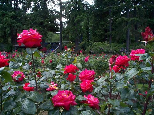 Roses - Portland is known as the City of Roses. This is the International Rose Test Garden.