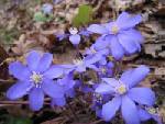 Violet - Lithuanian spring flowers