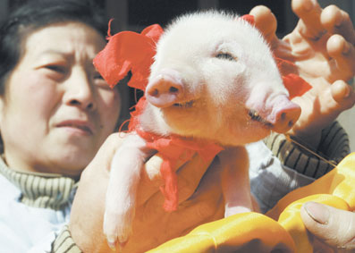 a piggy with two snouts and three eyes - The wired piggy was born in WeiYang street XI'AN China days ago. This ugly guy has one head with two snouts and three eyes. What's funny, the shared middle eye seemd fit its both face perfectly. The rare piggy has been sent to the wildlife park of XI'AN for survival.
