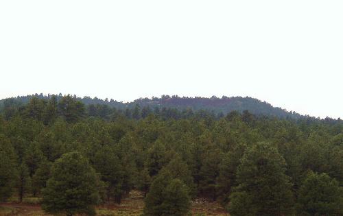 Trees in Flagstaff - Now these are trees, miles and miles of nothing but trees in and around Flagstaff, Arizona.