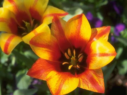 Flower - This flower I send it to go around the world and meet my twin soule.