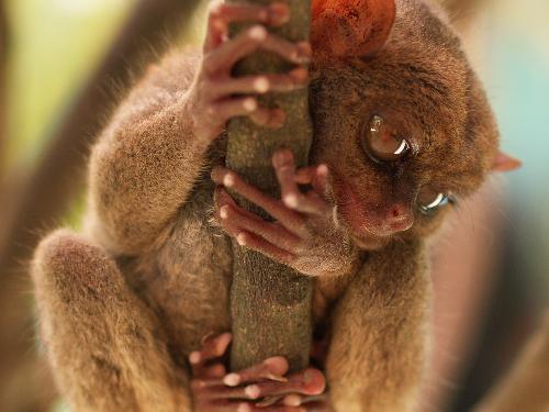 Philippine Tarsier - The tarsiers are the members of the Tarsius genus of prosimian primates, monotypic in the Tarsiidae family and Tarsiiformes infraorder. The entire infraorder was previously classified in the Strepsirhini suborder, but now classified in the Haplorrhini suborder, although they are not considered to be monkeys. Evidence for the position of Tarsier in the primate tree came for example from retrotransposon presence/absence data.  Tarsiers have enormous eyes and long feet. Their feet have extremely elongated tarsus bones, which is how they got their name, and most are nocturnal. They are primarily insectivorous, and catch insects by jumping at them. They are also known to prey on birds and snakes. Gestation takes about six months, and tarsiers give birth to single offspring.  Once found in Asia, Europe and North America, tarsiers are now only found on several Southeast Asian islands including the Philippines, Sulawesi, Borneo, and Sumatra.  When caged, some tarsiers have been known to injure and even kill themselves because of the stress [1].  They also have the longest continuous fossil record of any primate, and the fossil record suggests that their dental pattern and shape hasn't changed in 45 million years.  Unlike many nocturnal animals, tarsiers lack a light-reflecting area (tapetum lucidum) of the eye. They also have a fovea, atypical for nocturnal animals.  The tarsier is also known to be the inspiration for the famous movie character Yoda of Star Wars due to its small size but excellent hunting skills.  Tarsiers can catch prey like birds even if they are in motion as the tarsiers jump from tree to tree to catch their prey.