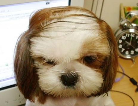So sweet . . . - Do you like this puppy ? :)