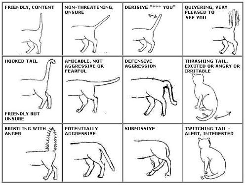 What a tail action means... - Diagram of the language of cats.