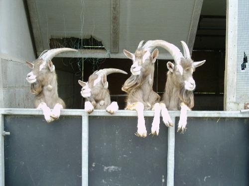 It's Your Round! - Goats looking over a stable door