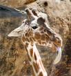 Yum-yum - Giraffe eating