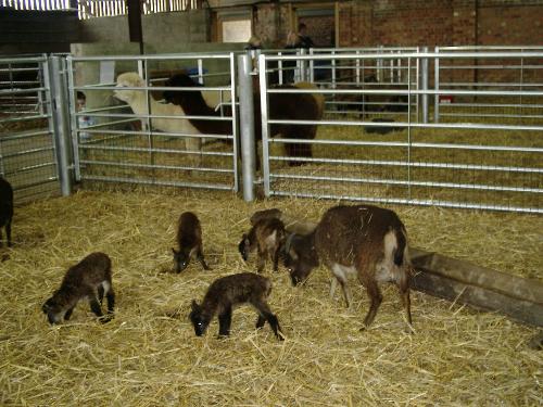 Lambs - Lambs in a shed - baby farm animals