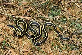 garter snakes - God's little creatures