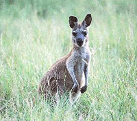 australia - australian kangaroo