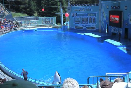 Orcas - Six Flags, Vallejo