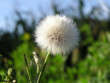 fluff head with no eyes - fluffy head