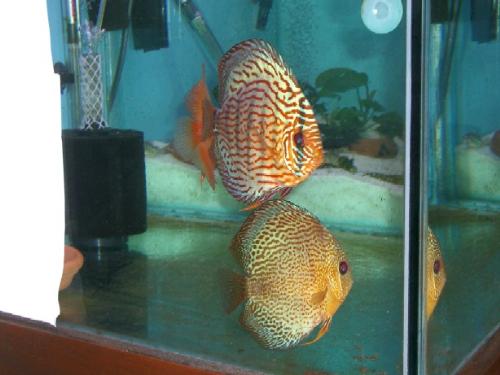 Pair Discus - Pair Discus