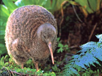 new zealand - kiwi bird, New Zealand