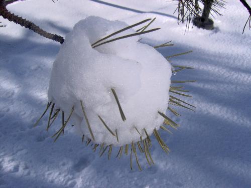 snow needles. - I like the way this snow froze around the pine needles.