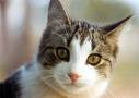 cats - annoying next door cat