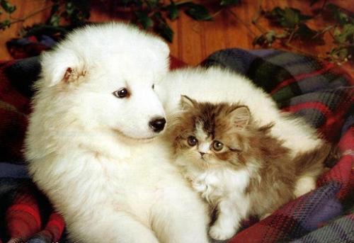 cat and dog - They're cute toghether!
