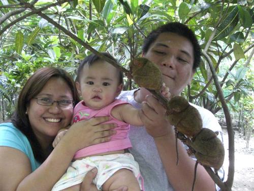Tarsier - Posing with tarsiers - smallest primates found in Bohol, Philippines