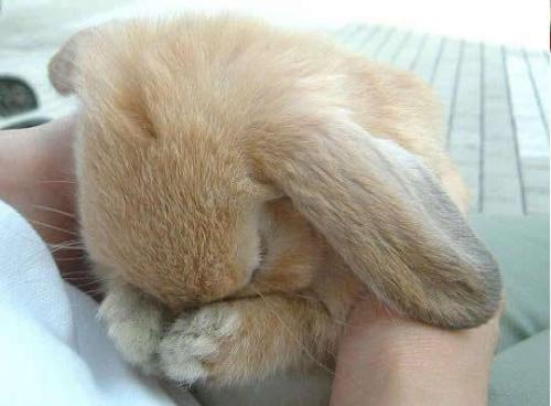 praying bunny - bunny says a prayer praying bunny - bunny says a prayer