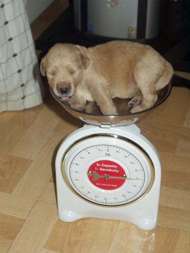 how to weight a ten-day-old puppy - A new-born puppy should be weighed everyday to monitor its growth.
