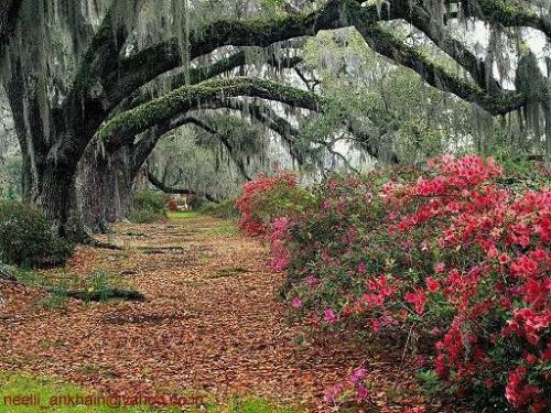 scenary - great scenary