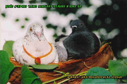 wedding of pigeons in indian style - it took so long to take this pic it s for a matrimonial add i did this its my collage project