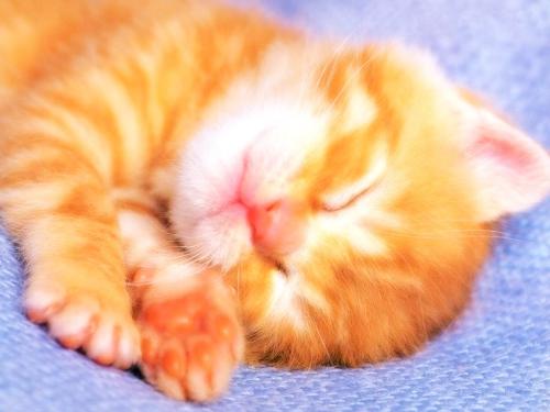 Cute Kitten - PIcture of a cute baby kitten.