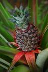 Malaysian Pineapples - Malaysia is one of the largest exporter of pineapples in the world. Pineapples are now canned in juice, cut and cocktail form. Any inquiries on pineapples, please contact me at harith68@yahoo.com or 60177048480