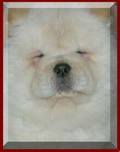 chow chow - awwwwww..what a cutie