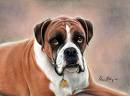 dog - boxer