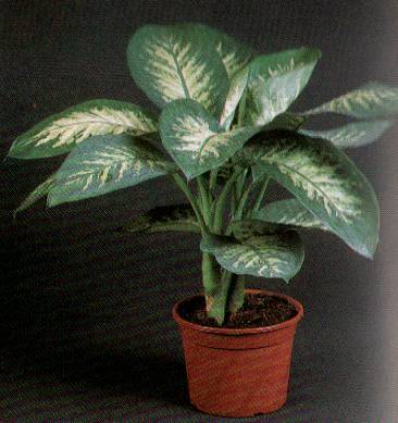 Dieffenbachia - This is the Dieffenbachia plant , otherwise known as the dumb cane. It can be toxic, so it is not recommened for homes where children or animals will be present. Just a small amount of the sap from the dieffenbachia in the mouth can render you temporarily speachless.