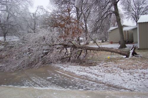 Oklahoma ice storm 2007 - A picture of a tree uprooted in my neighborhood.