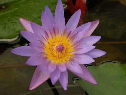lily - I love this photo of a water lily my brother sent to me from his holidays