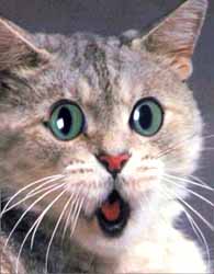 Cat is in shock!! - Oh dear, this kitty is completely in awe of something! haha.
