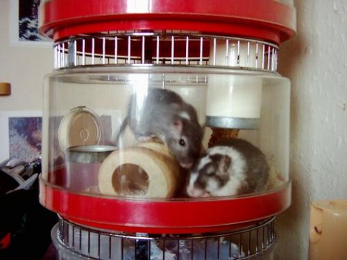 Gerbils in Rotastak Cage - 4 gerbils lived in this cage. It was like a high rise tower with 4 storeys.