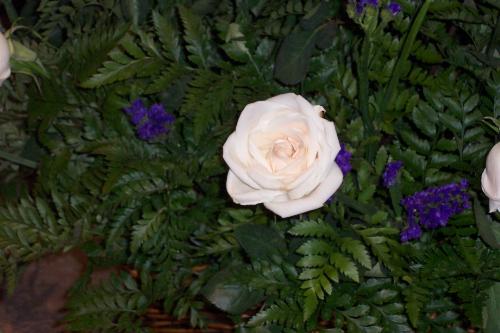 A single rose. - White rose.