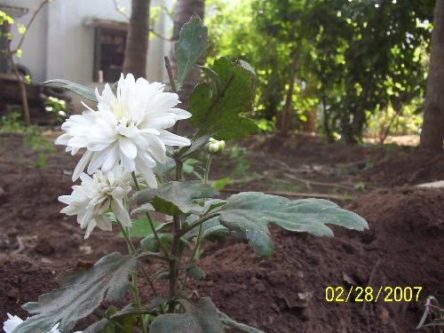 superb flower - its a natural beautyyyyyyyyyy