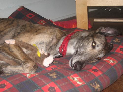 My dog, Mojo - This is my dog, Mojo, spooning with his favorite toy. It is a howler monkey whose arms are elasticized like a slingshot. When it hits the ground, it howls and drives Mojo cRaZy!