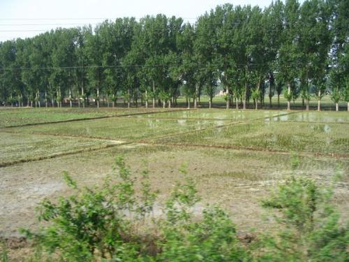rice paddies - rice needs alot of water to grow up
