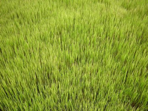 fresh rice - it is fresh green rice leaves