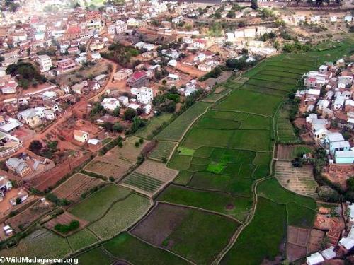 rice land - Tana rice, arial view