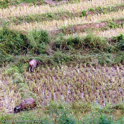rice fields - a rice fields