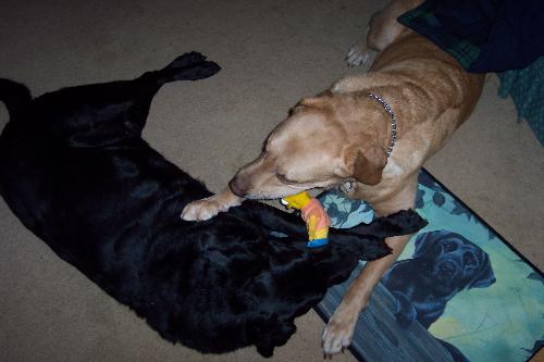 My guys...2 wonderful pups - These are my 2 labs