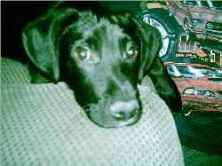Baron - My lab