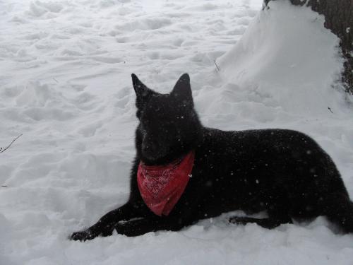 My Dog - This is AJA my Black Shepard. I got her from an animal Rescue. The original owner didn't want her. She was about 7 months old when I first got her, she a cool Dog, She's real friendly too, except for the mail man, she has to charge an act like shes going to attack, I guess she'll stop when she gets maced!