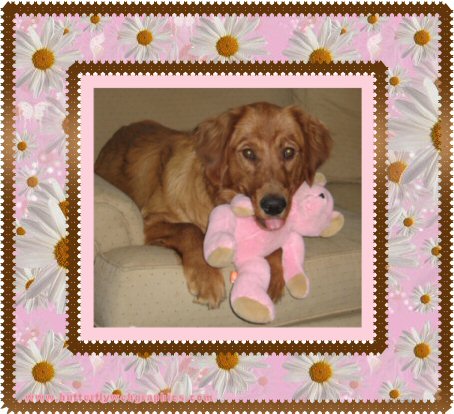 My dog, Belle - This is a picture of my dog, Belle, shortly after I got her. My husband and I found her near a tobacco field out in the country. We knew she did not belong to anyone around there, and the vet checked to see if she was chipped but she was not. At first we had to carry her through doors and such because she was so scared, but now she is a happy, healthy dog. The vet thinks she may have been abused because of the things she was doing when we first found her. We love her so much and I cannot imagine life without her.