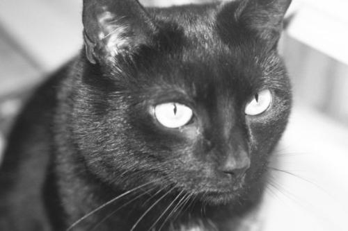 Blackie - this is the Queen cat in my house, she takes nothing from anyone. She was here first!