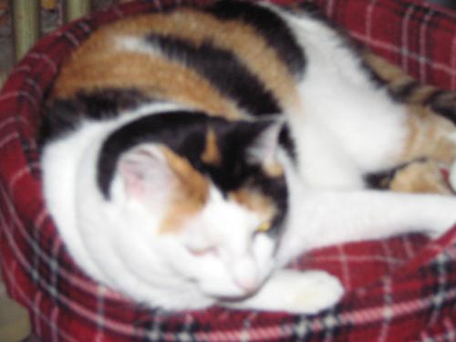 Cali - Cali the calico cat, We rescued her from a family that was tired of her. She doesn't like to be held at all. they de clawed her and well she's a typical scaredy cat!