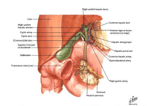 Gall bladder Diagram - It shows where exactly where is your gall bladder.