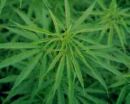 marijuana - marijuana i s it ok? marijuana - marijuana i s it ok?